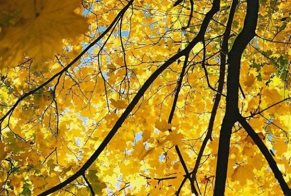 800px-Yellow-maple